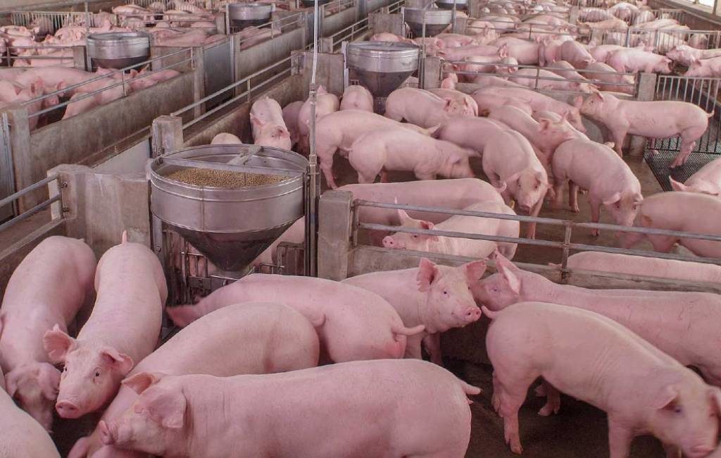 Is de politieke storm over macro-boerderijen in Spanje terecht?