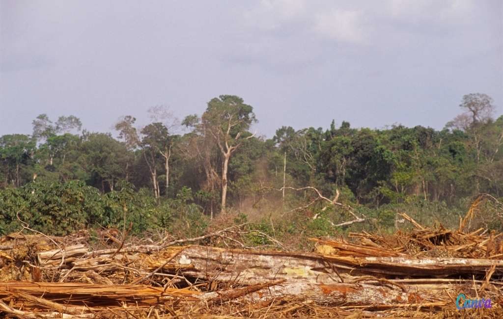 Bomen in de Braziliaanse Amazone verdwijnen voor Spaanse varkenskwekerijen