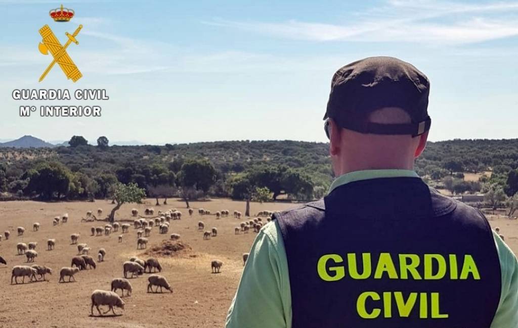 Man in Extremadura verdacht van schapendiefstal