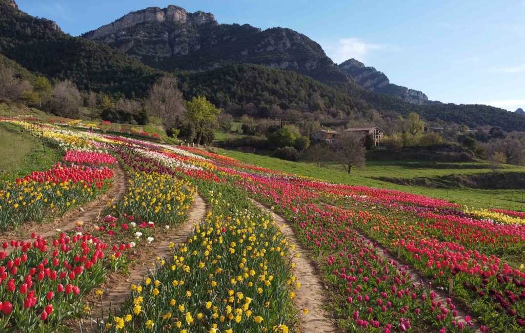 Nationale Tulpendag in Nederland kan in april ook gevierd worden in Catalonië