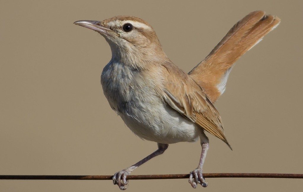 Rosse waaierstaart tot Vogel van het Jaar 2022 gekozen in Spanje