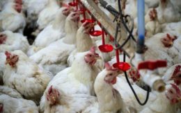 Catalaanse kippen in ‘Lockdown’ door vogelgriep