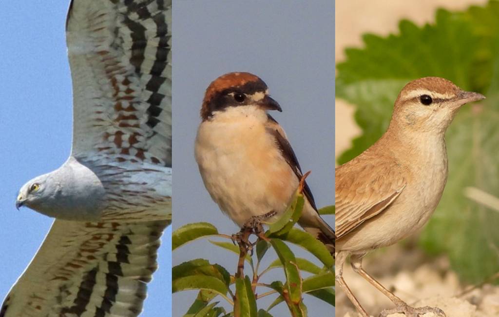 Drie kandidaten voor titel van Vogel van het Jaar 2022 in Spanje: stem mee!
