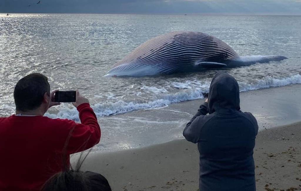 Veertien meter lange walvis aangespoeld op strand van Estepona aan de Costa del Sol
