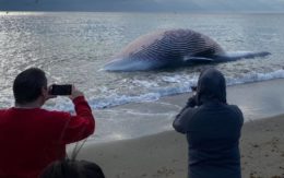 Veertien meter lange walvis aangespoeld op strand van Estepona aan de Costa del Sol
