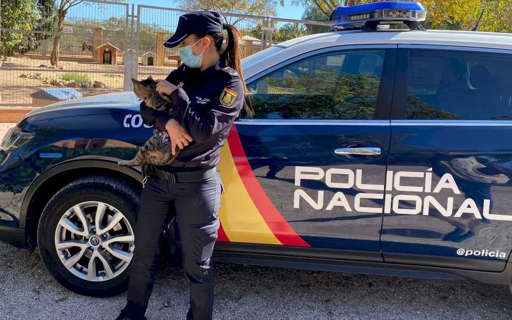 Man aangehouden die kat aanviel en opzettelijk omver reed in Alicante
