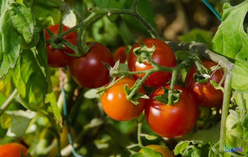 De Andalusische tomatenplant die dankzij artificiële intelligentie de vervuiling in jouw stad meet