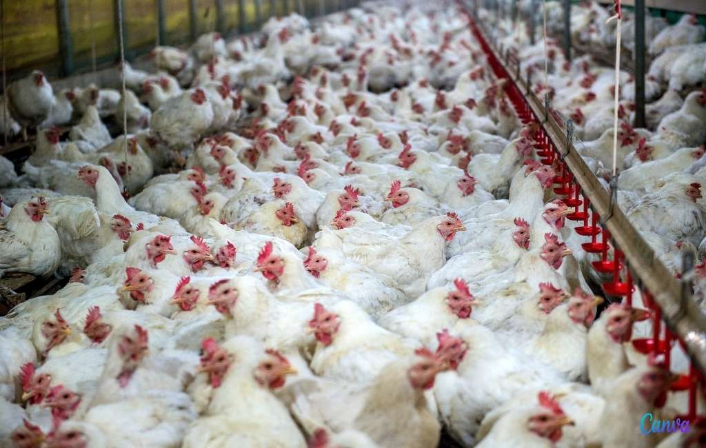 Vogelgriep vastgesteld bij een pluimveehouderij in Valladolid waar 133.000 kippen zijn geruimd