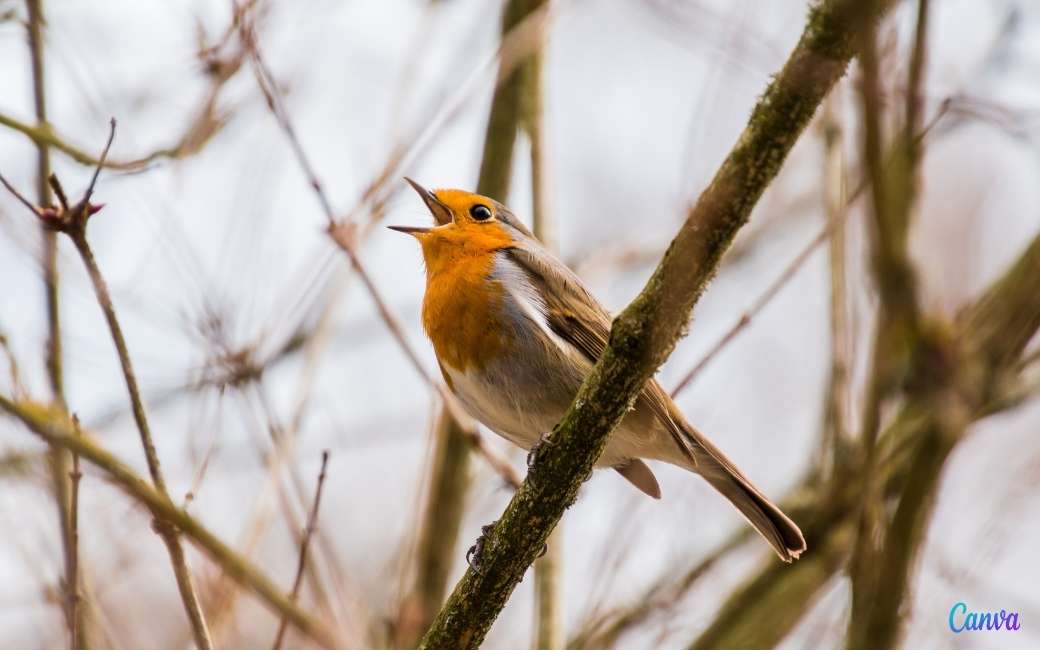 Is het je al opgevallen dat de vogels minder zingen in Spanje?