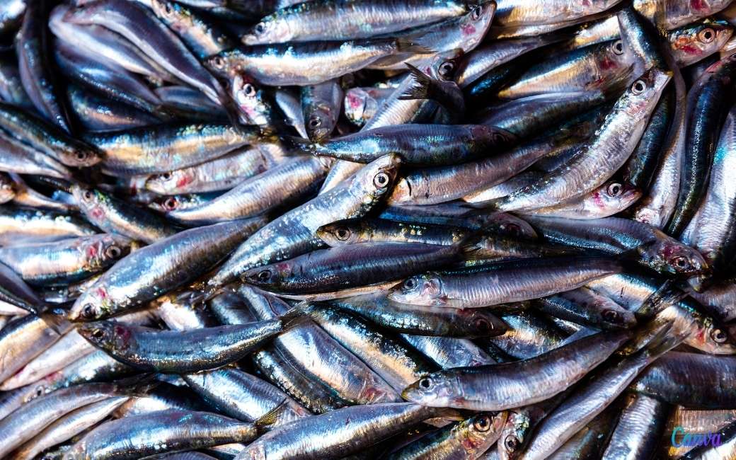 Wetenschappers vinden plastic deeltjes in sardines, ansjovis en heekjes uit de middellandse zee
