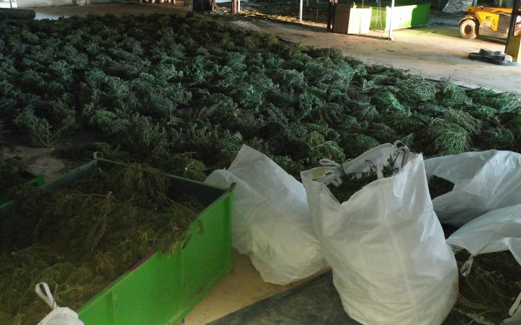 Grootste marihuana plantage ooit in Navarra ontmanteld: 415.000 planten op 67 hectare