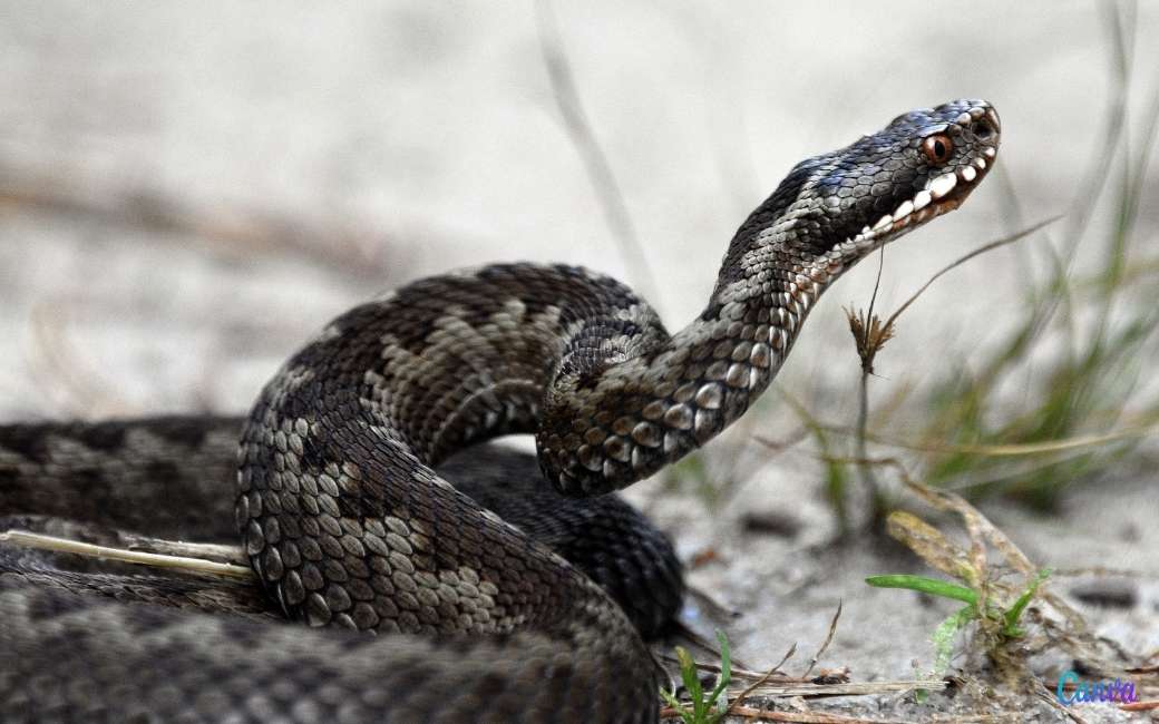 Slangen ontwaken uit hun winterslaap maar welke soorten komen in Spanje voor?