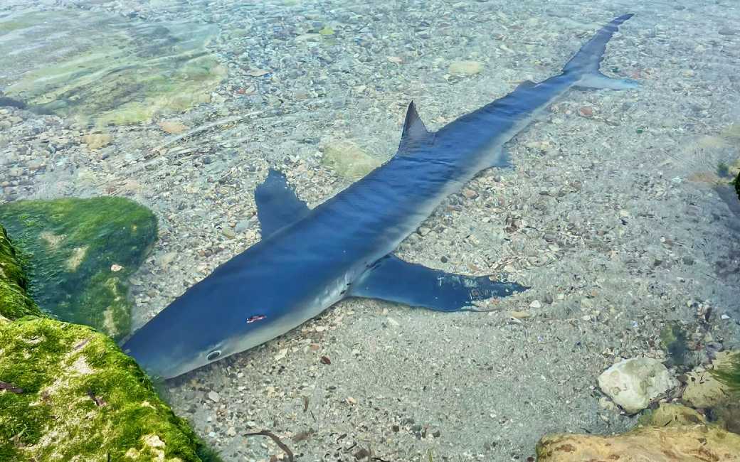 Twee meter lange haai gesignaleerd bij San Antonio op Ibiza