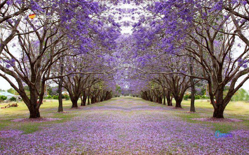 De mooie, maar plakkerige paars gekleurde "jacarandas" bomen in Spanje