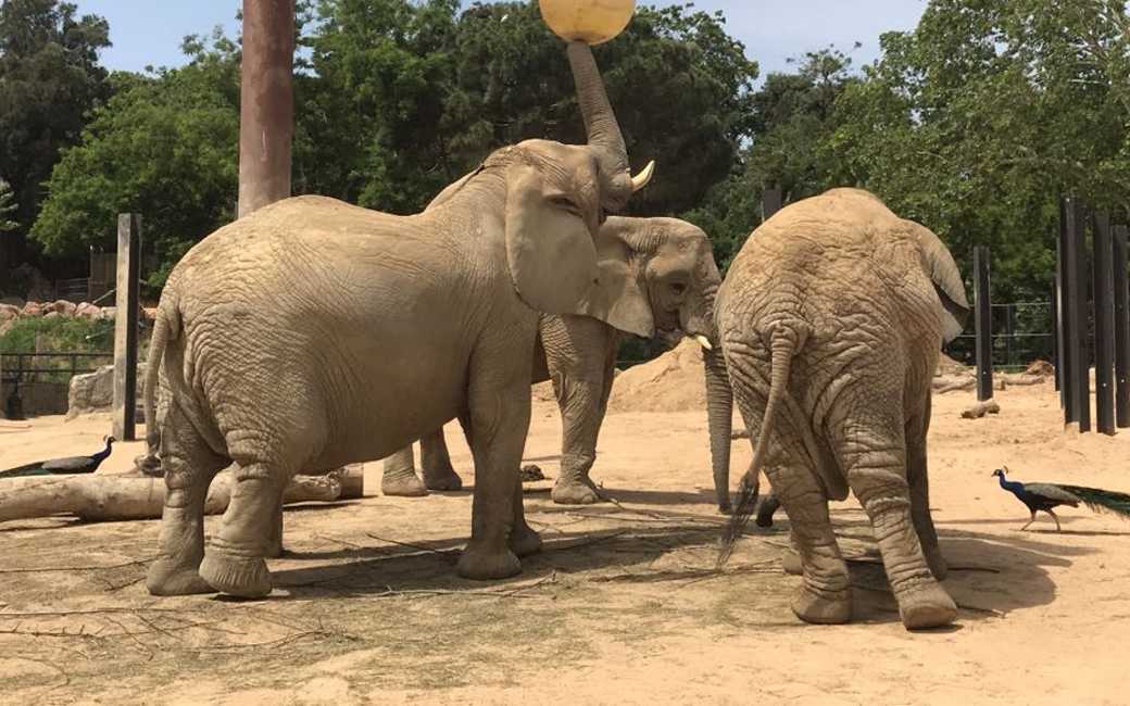 Susi, Yoyo en Bully: de stervende olifanten in de dierentuin van Barcelona