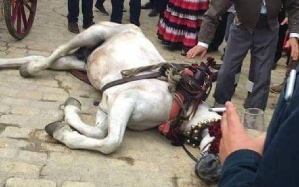 Spaanse Partij voor de dieren klaagt de dood van een paard aan tijdens de Feria de Abril van Sevilla