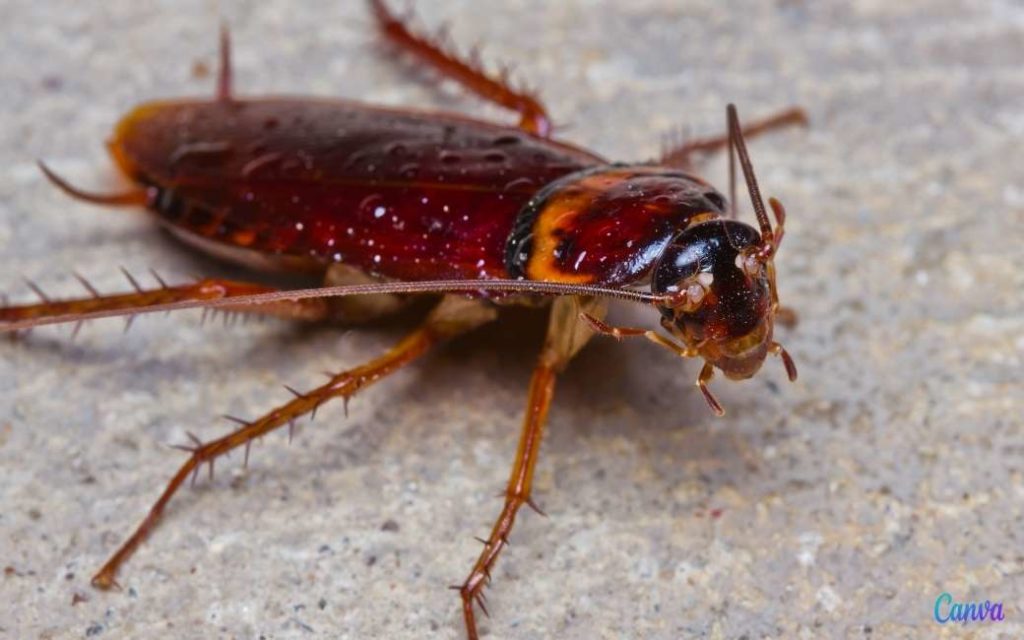 15x vervelende insecten en dieren tijdens jouw vakantie in Spanje