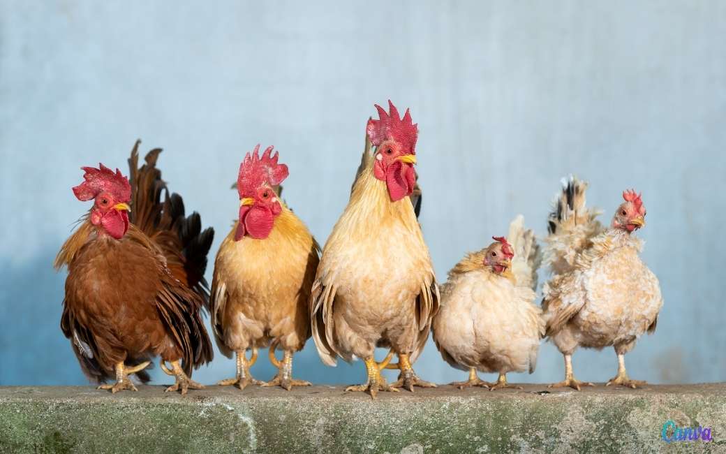 Op straat loslopende kippen en hanen in Torrevieja worden weggehaald