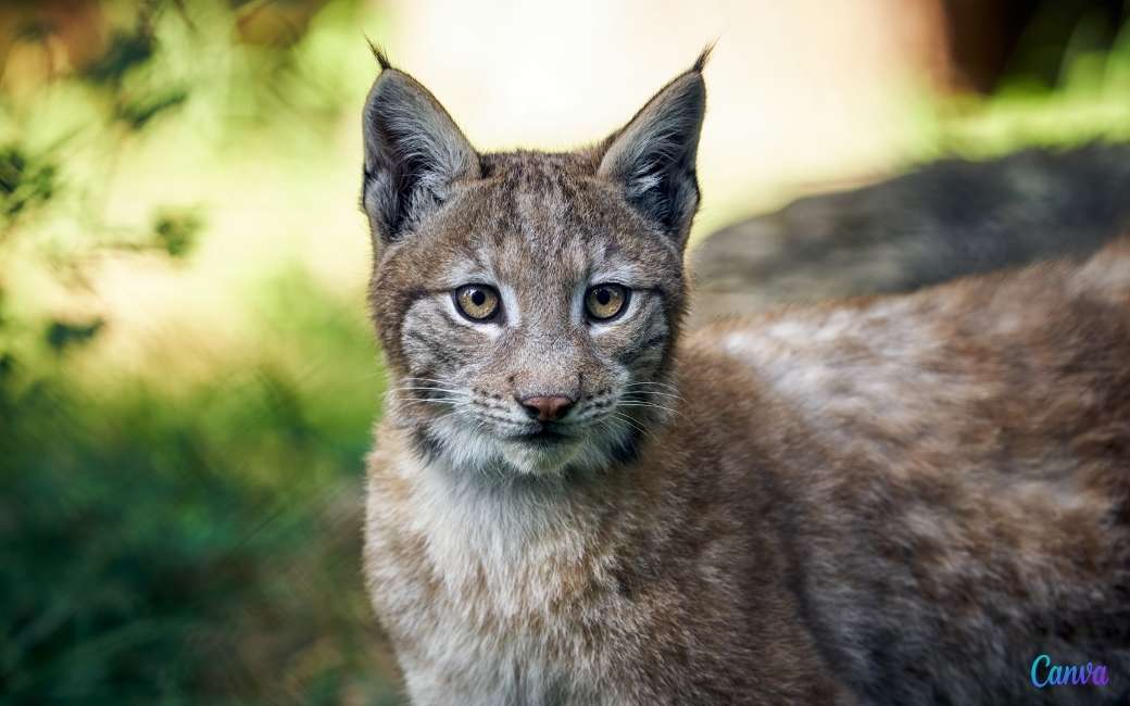 In twintig jaar tijd is het aantal iberische Lynxen vervijftienvoudigd in Spanje