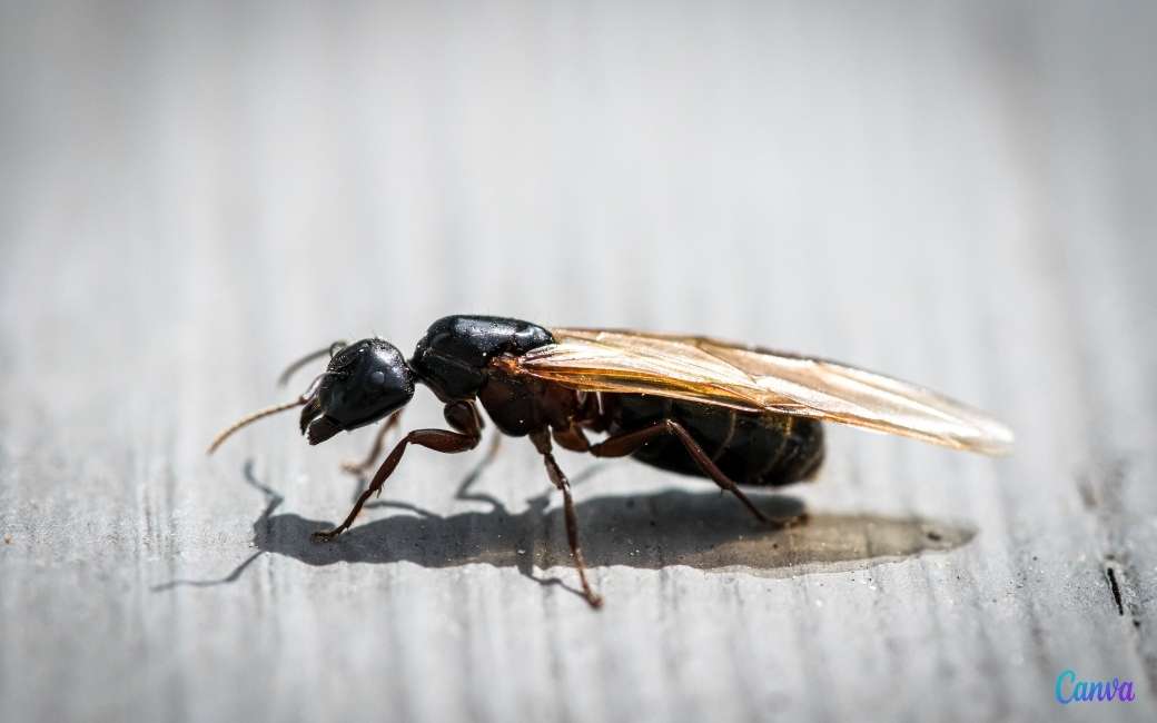 Lenteregen veroorzaakt meer vliegende mieren dan normaal in Spanje
