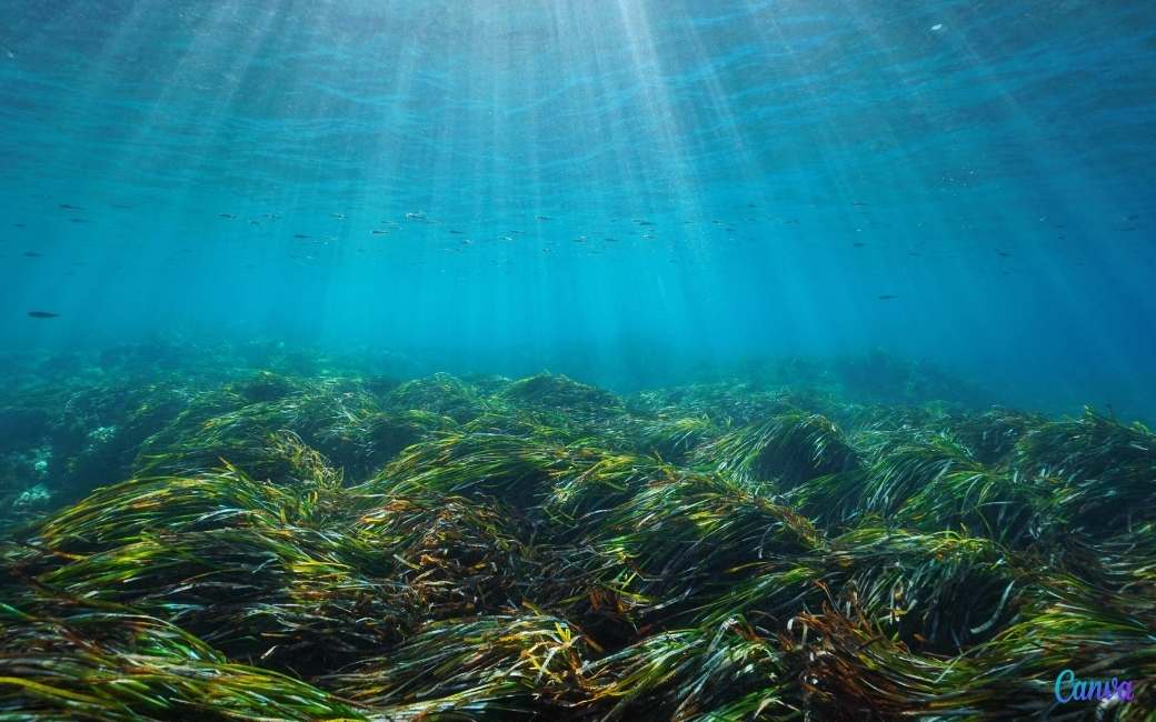 De onderwaterplanten die de Middellandse zee willen opruimen en wat de mens belet