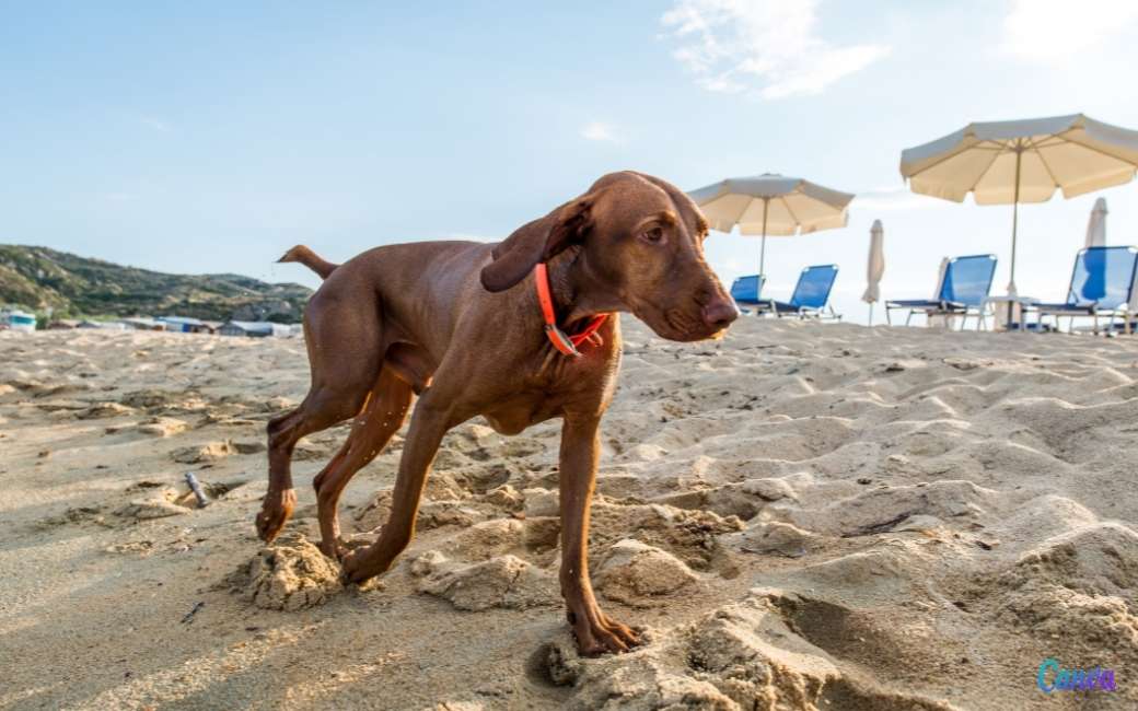 Wil jij een foodtruck met terras, ligbedden en parasols op een hondenstrand in Alicante runnen?
