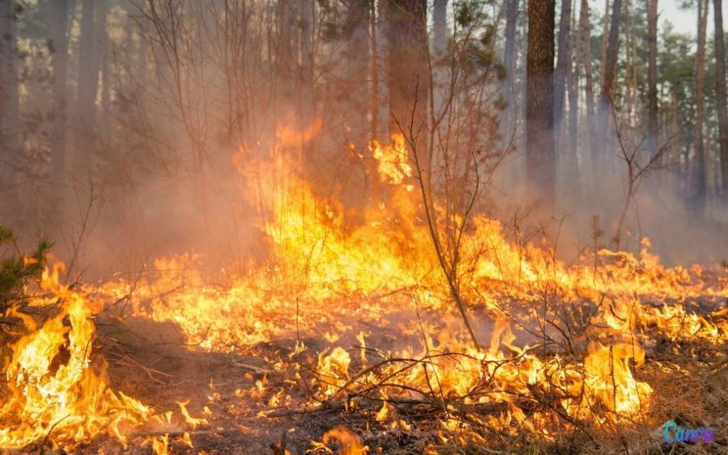 Spanje is het EU-land met de meeste hectare verwoest door natuur- en bosbranden