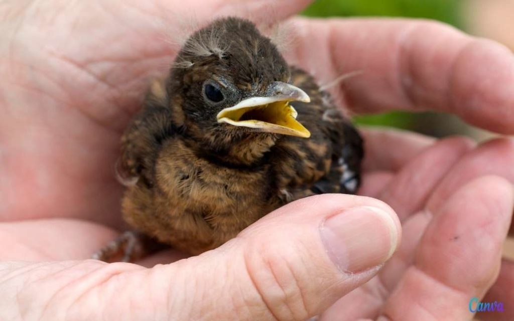 Ook vogels en andere dieren lijden onder de hitte in Spanje