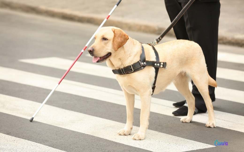 Blindengeleidehond overleden na vlucht voor vuurwerk dorpsfeest in Granada