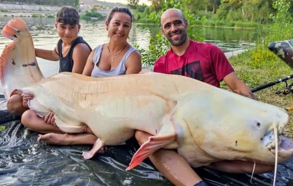 Zeldzame 100 kilo zware albino meerval gevangen in Spanje