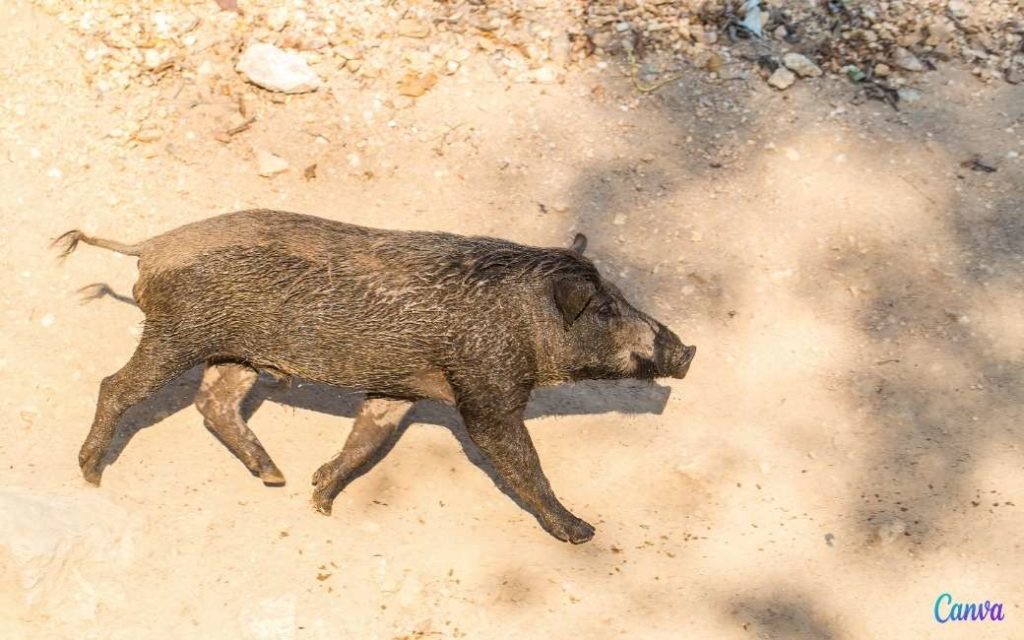 Wild zwijn zwemt vanuit zee een strand aan de Costa del Sol op