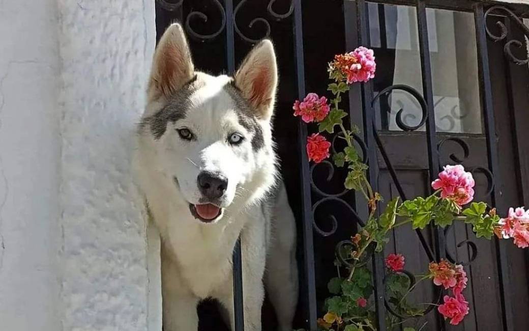 De bekendste Instagram-hond van Vejer de la Frontera is gered door de burgemeester