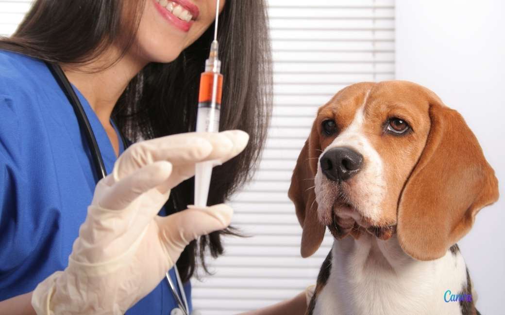 Hoog risico op een uitbraak van hondsdolheid vanwege de lage vaccinatiegraad van honden in Spanje