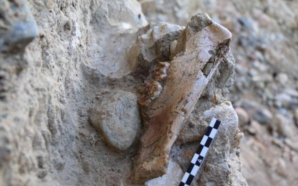 Resten van miljoen jaar oude tijger en mammoet gevonden aan de Costa Dorada