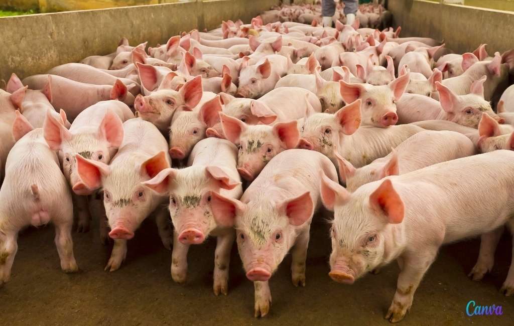 Spaanse varkensstapel stijgt terwijl de Europese is gedaald