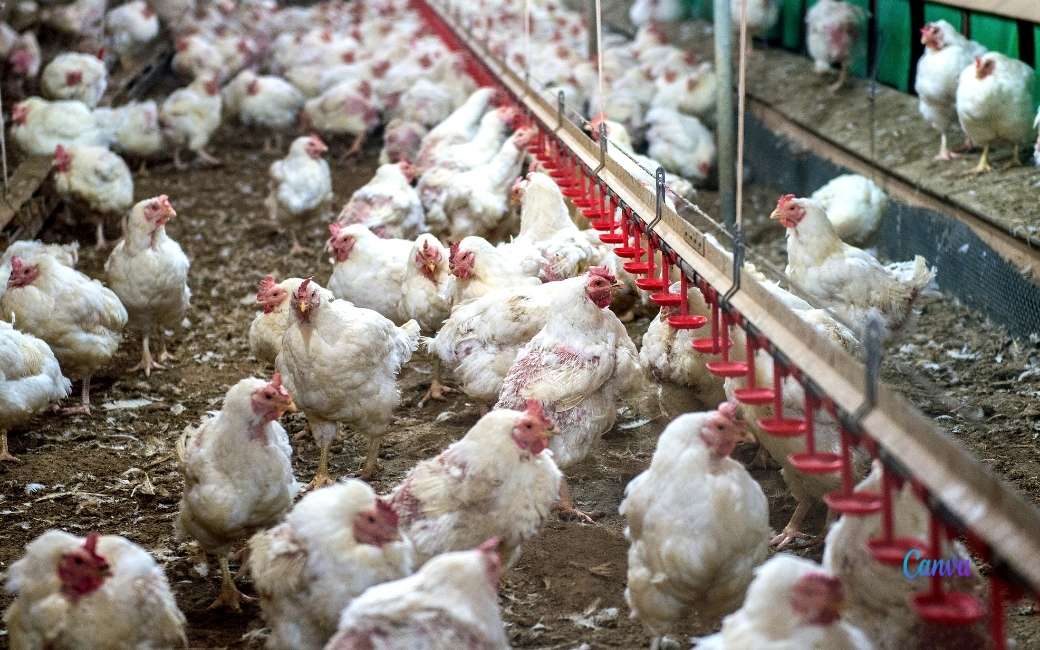 Spanje heeft 36 bevestigde vogelgriep-uitbraken en twee besmette mensen
