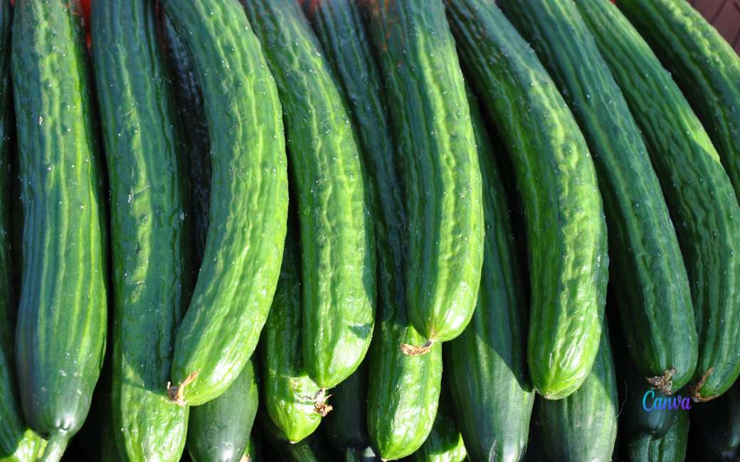 Bijna de helft van de komkommers in de EU komt uit Spanje