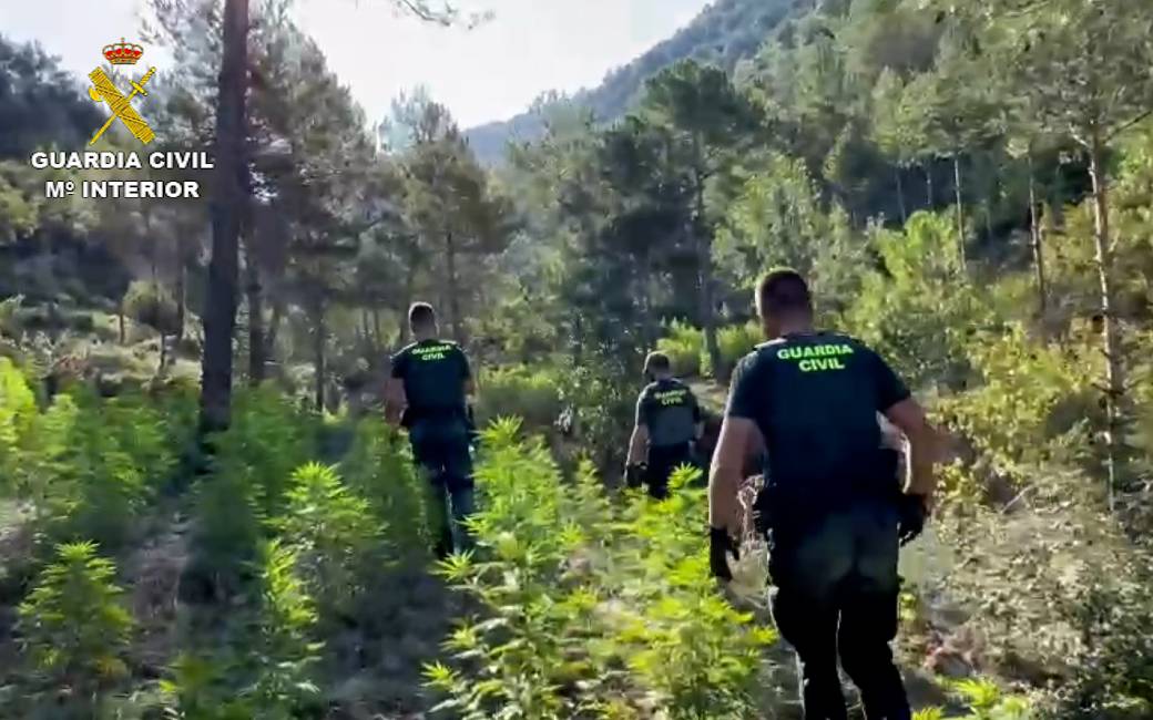 Tien gearresteerden na ontdekking illegale Marihuana plantages in de Pyreneeën