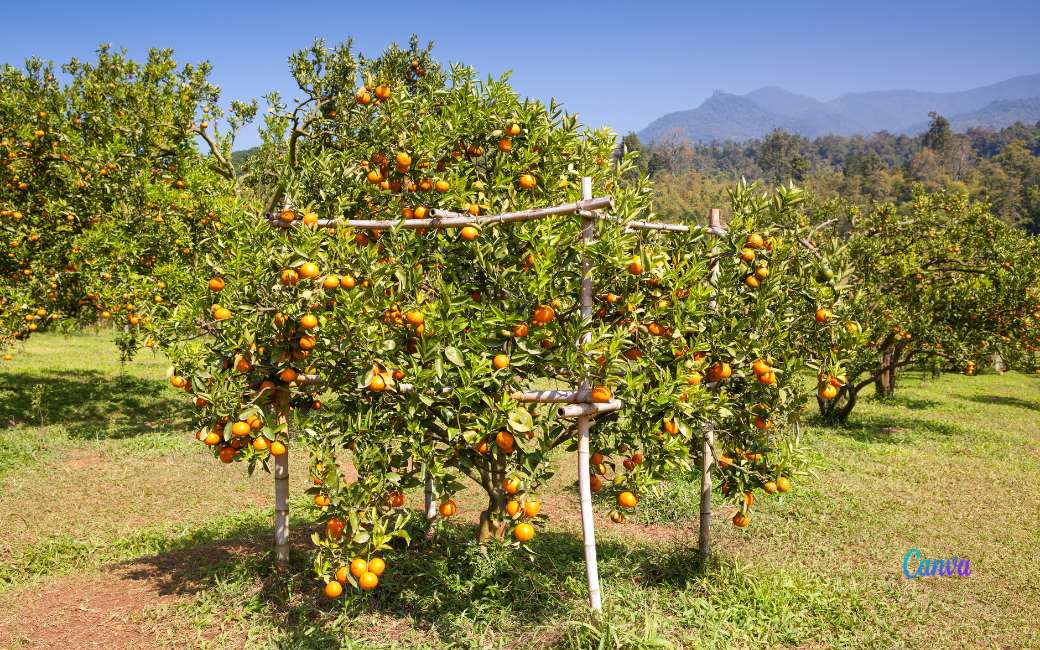 Hoeveel sinaasappelbomen staan er in de Valencia regio?