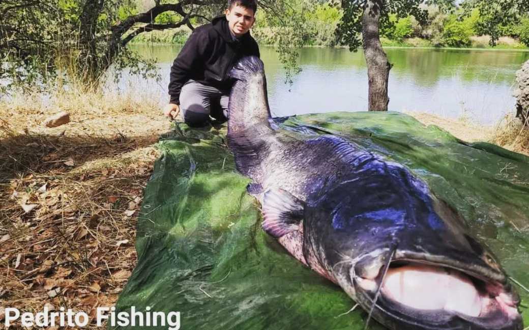 Jongen van 14 jaar vangt monster-meerval van 2,38 meter in de Ebro-rivier