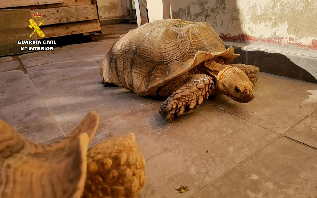 27 bedreigde schildpadden in beslag genomen in een woning in Valencia