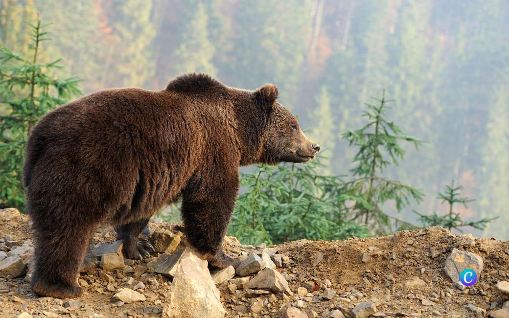 De bruine beer wint terrein tot een gebied van 17.000 km² in Cantabrië