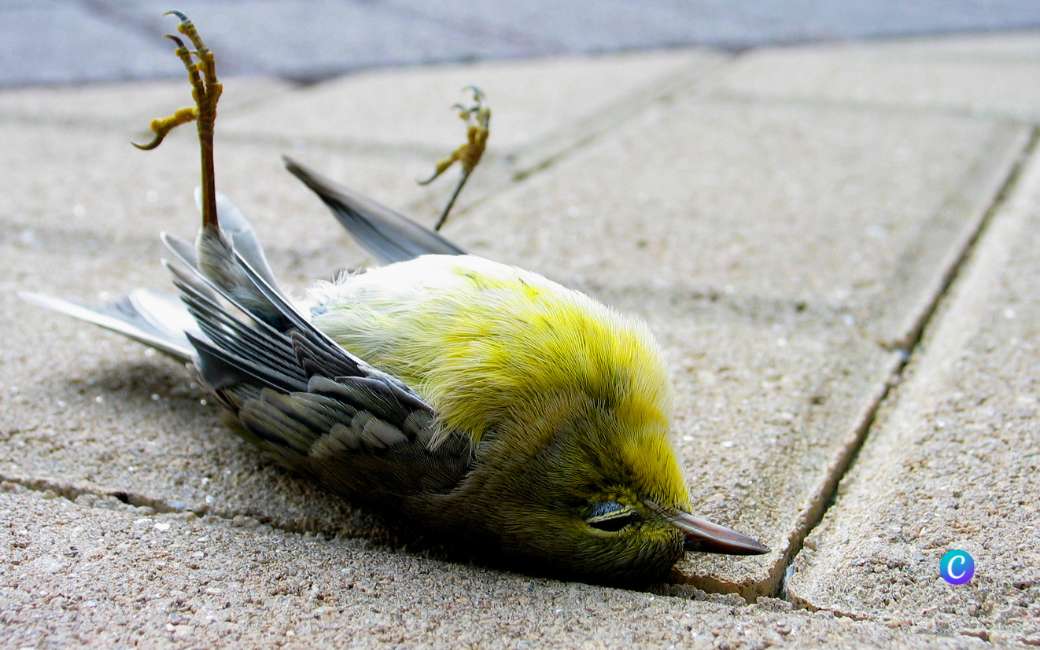 Analyse van verwondingen of sterfgevallen van vogels in Spanje