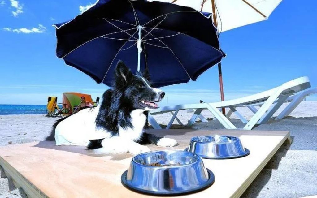 Heb jij zin om een foodtruck met terras, ligbedden en parasols op een hondenstrand in Alicante te openen?