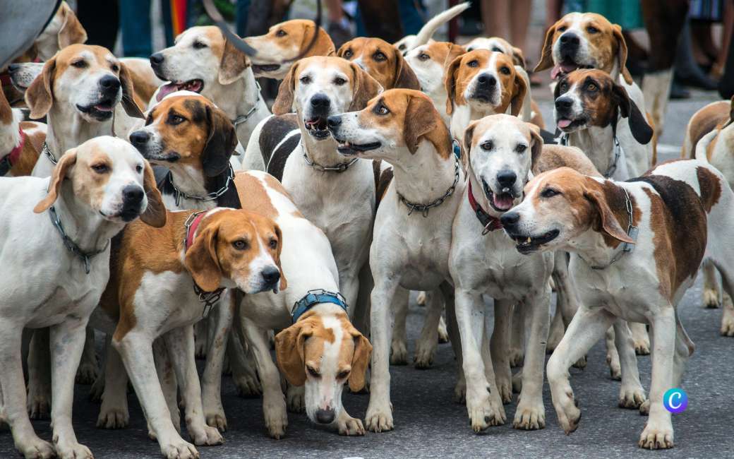 Partij voor de Dieren PACMA presenteert rapport over achtergelaten jachthonden in Spanje