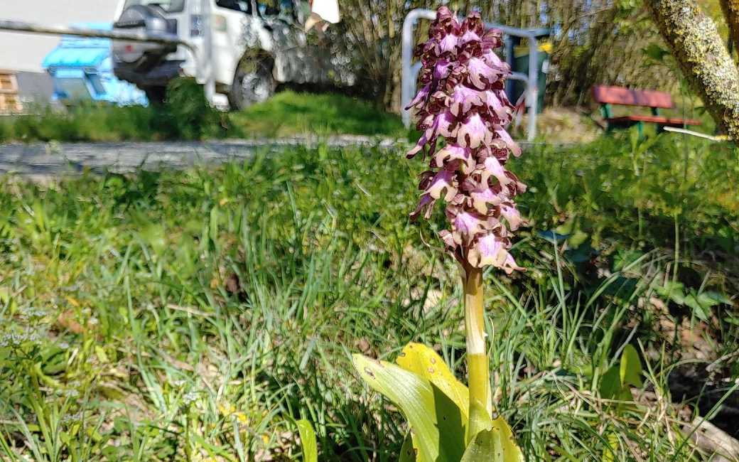 De zaak van de verdwenen of gestolen zeldzame orchidee in Navarra