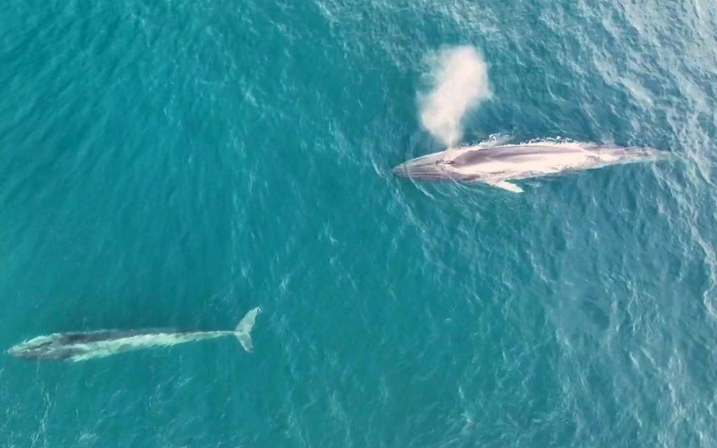 Voor het eerst in zes jaar een jonge walvis gezien voor de Costa Dorada