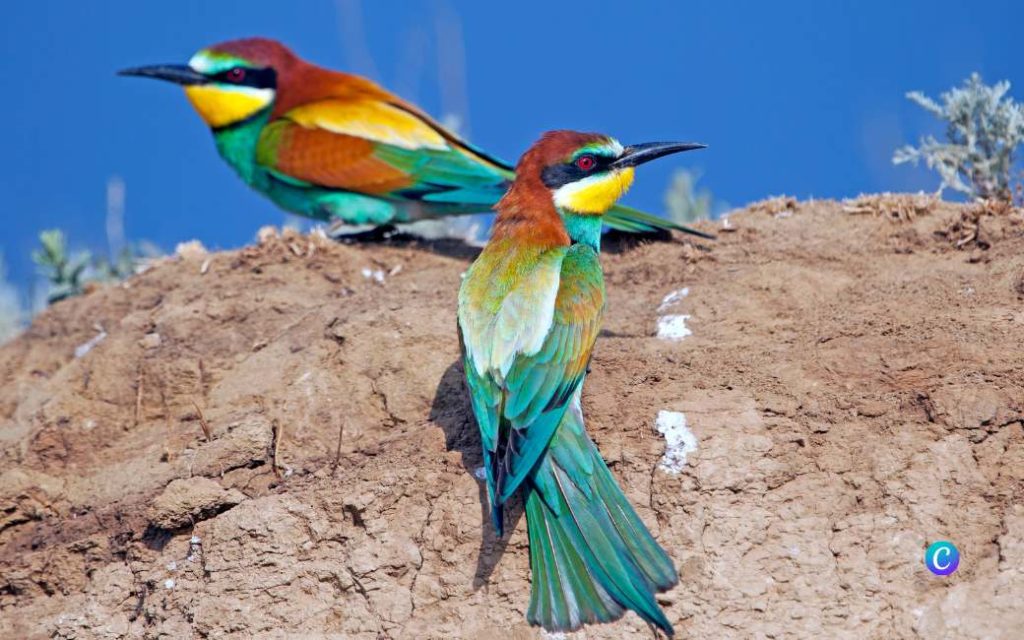 Als je deze vogels ziet of hoort in Spanje weet je dat het gaat regenen