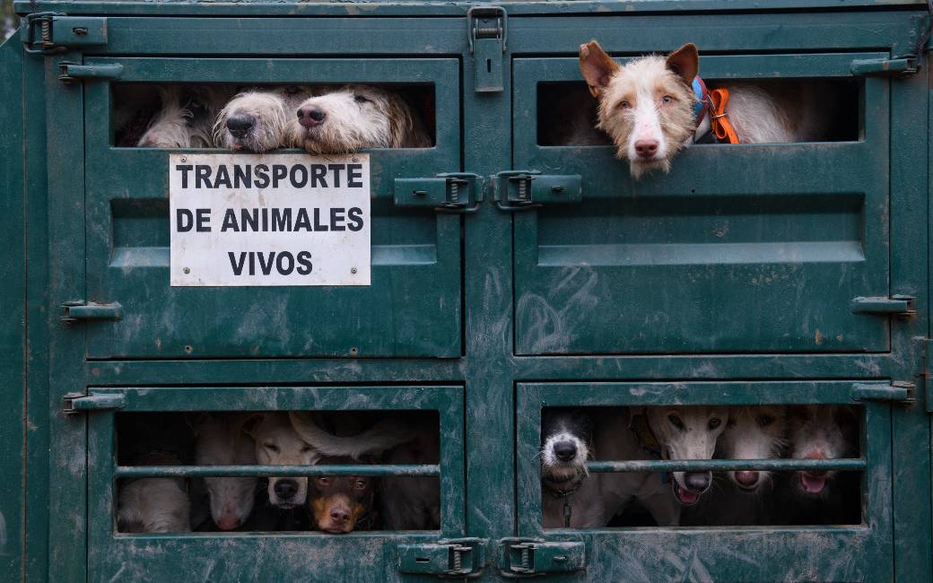 Onderzoek toont wreedheden in Spaanse jacht met honden