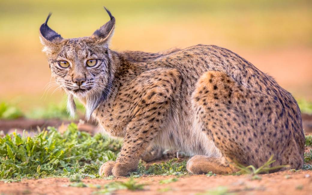 Populatie Iberische lynx in Andalusië groeit met 100+ exemplaren in één jaar